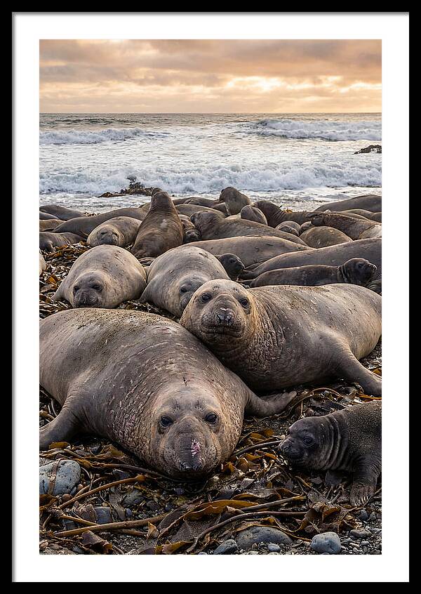 Elephant Seal Colony At Dusk