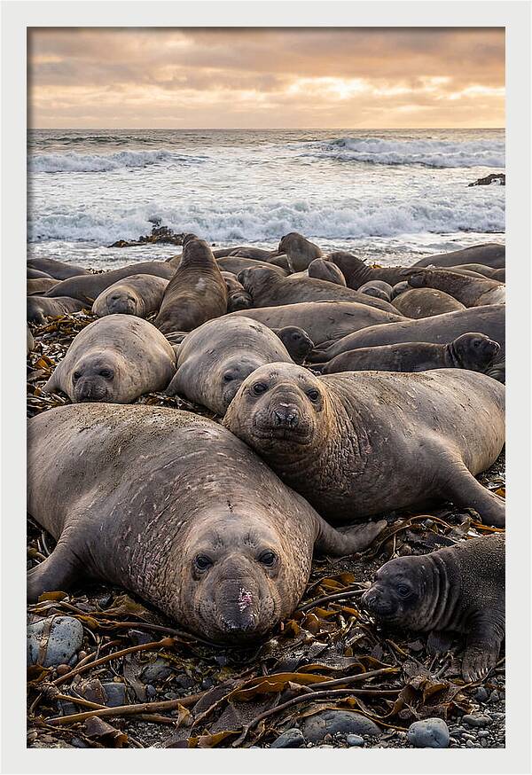 Elephant Seal Colony At Dusk