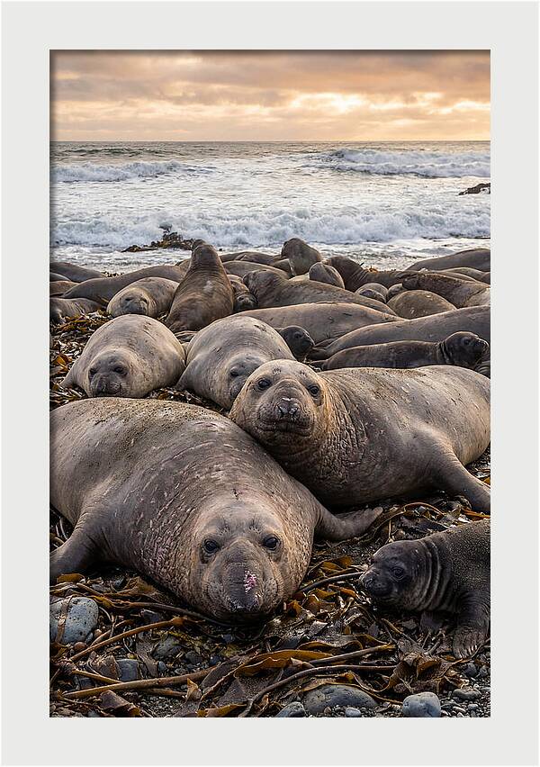 Elephant Seal Colony At Dusk