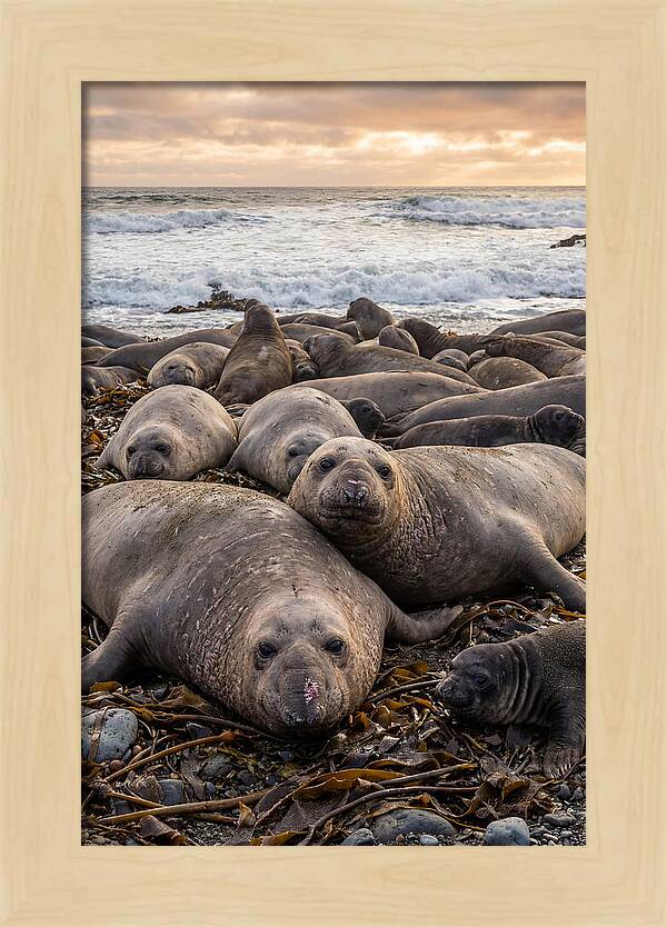 Elephant Seal Colony At Dusk