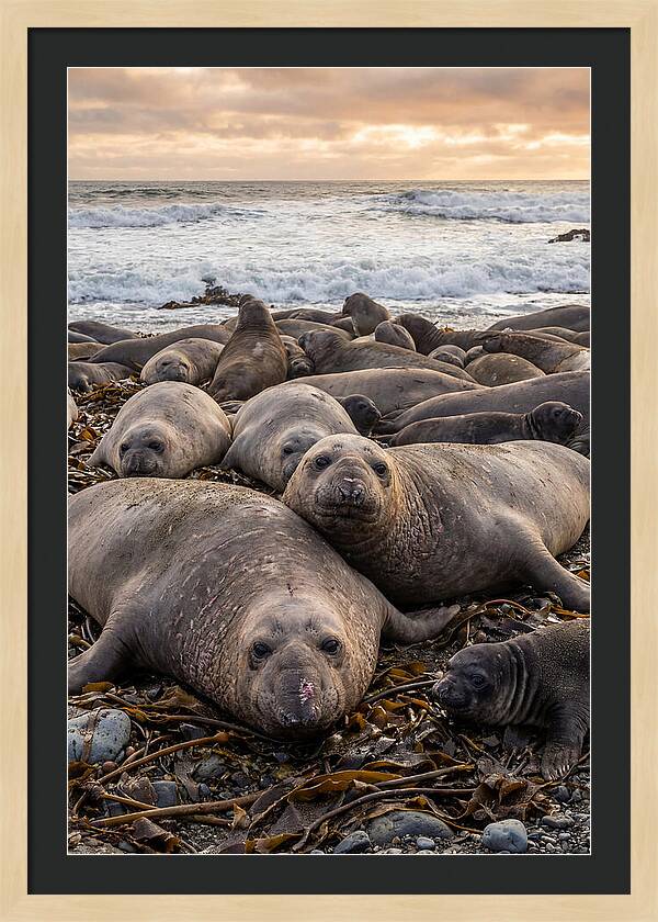 Elephant Seal Colony At Dusk