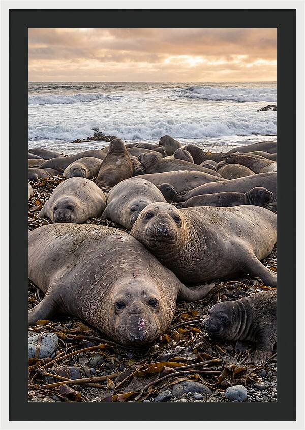 Elephant Seal Colony At Dusk