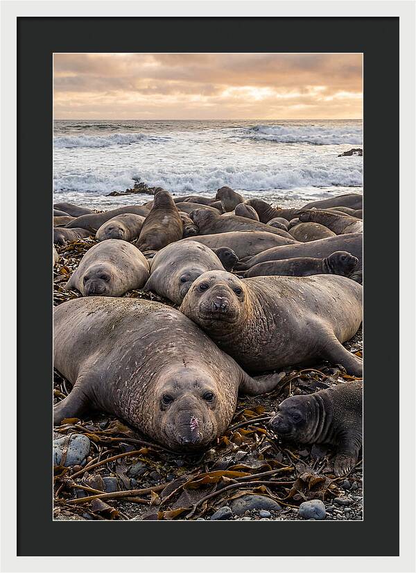 Elephant Seal Colony At Dusk