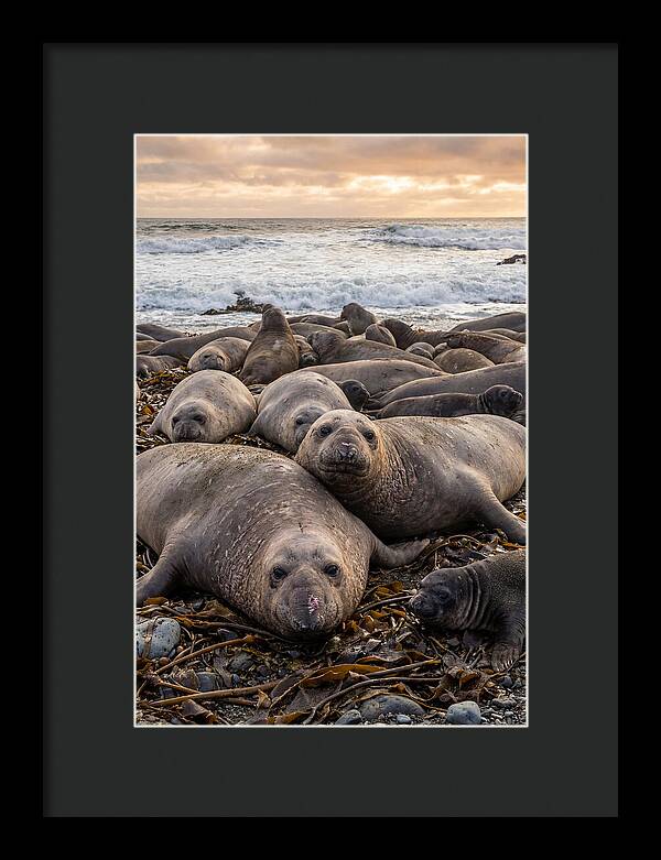 Elephant Seal Colony At Dusk