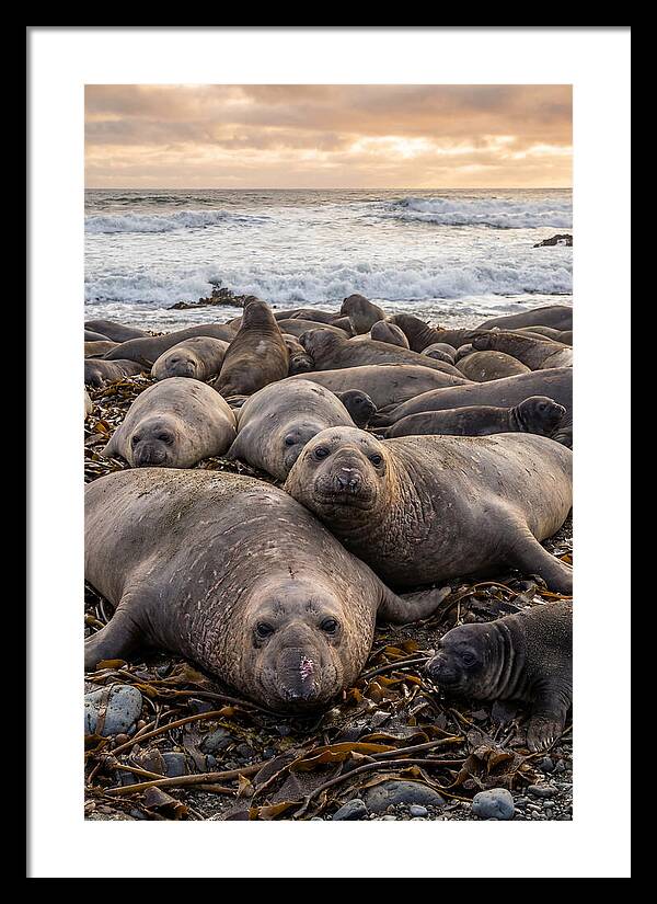 Elephant Seal Colony At Dusk
