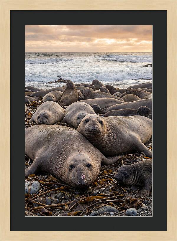Elephant Seal Colony At Dusk
