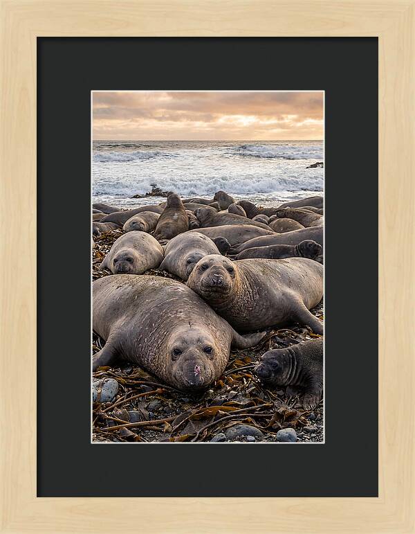 Elephant Seal Colony At Dusk