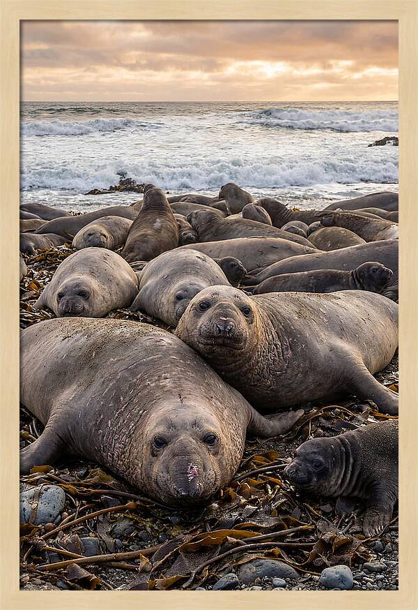 Elephant Seal Colony At Dusk