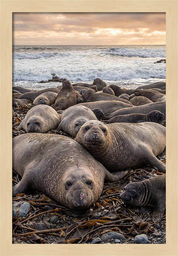 Elephant Seal Colony At Dusk
