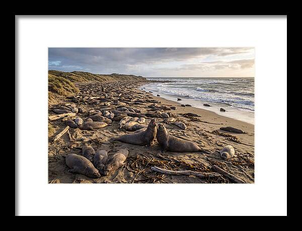 Elephant Seal Gathering At Sunset