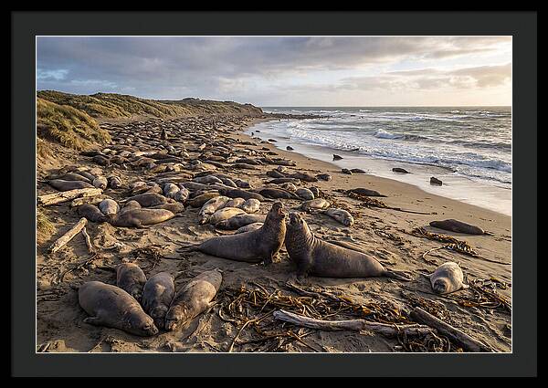 Elephant Seal Gathering At Sunset