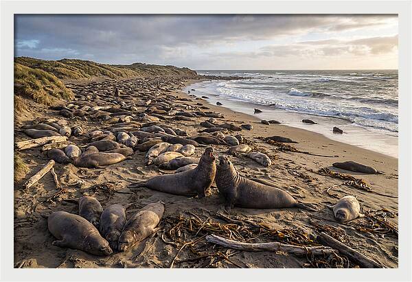 Elephant Seal Gathering At Sunset