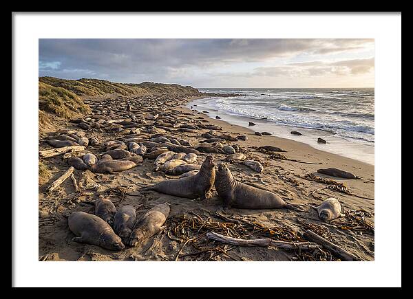 Elephant Seal Gathering At Sunset