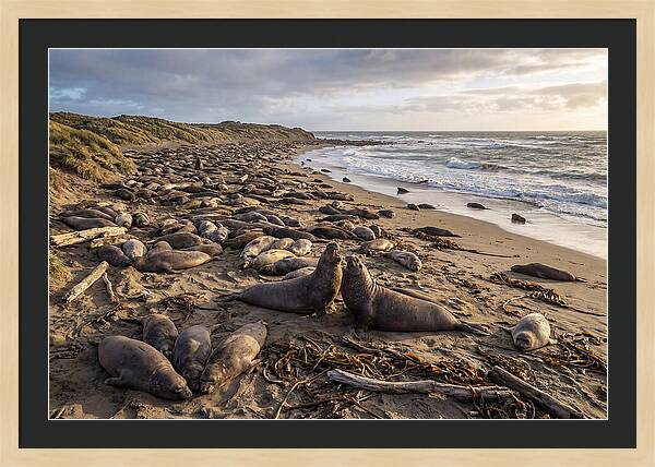 Elephant Seal Gathering At Sunset