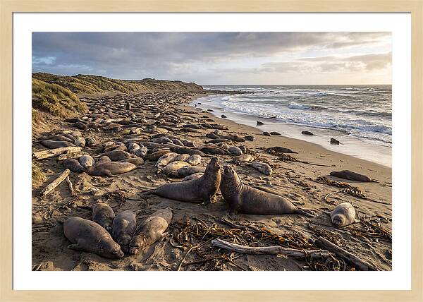 Elephant Seal Gathering At Sunset