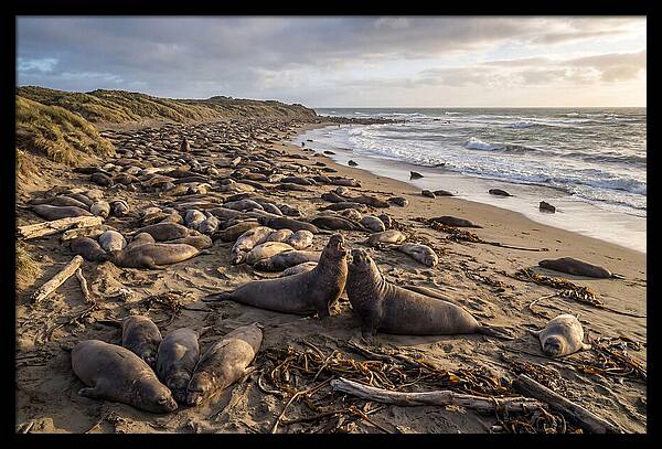 Elephant Seal Gathering At Sunset