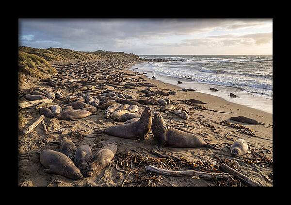 Elephant Seal Gathering At Sunset