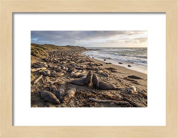 Elephant Seal Gathering At Sunset