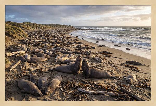 Elephant Seal Gathering At Sunset