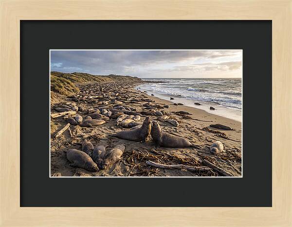 Elephant Seal Gathering At Sunset