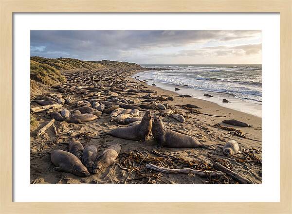 Elephant Seal Gathering At Sunset