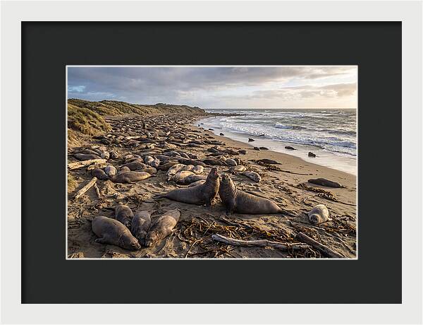 Elephant Seal Gathering At Sunset