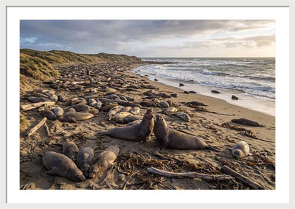 Elephant Seal Gathering At Sunset