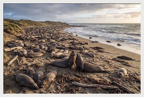 Elephant Seal Gathering At Sunset