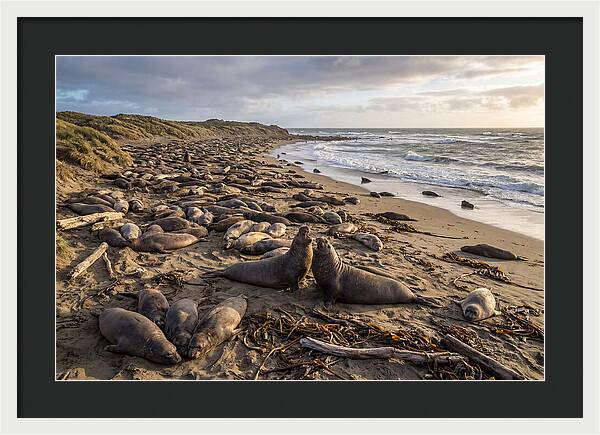 Elephant Seal Gathering At Sunset