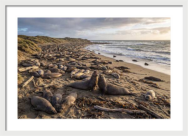 Elephant Seal Gathering At Sunset