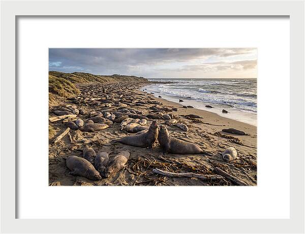 Elephant Seal Gathering At Sunset