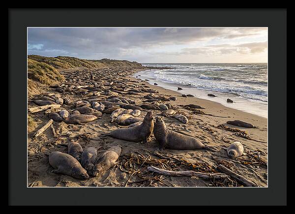 Elephant Seal Gathering At Sunset