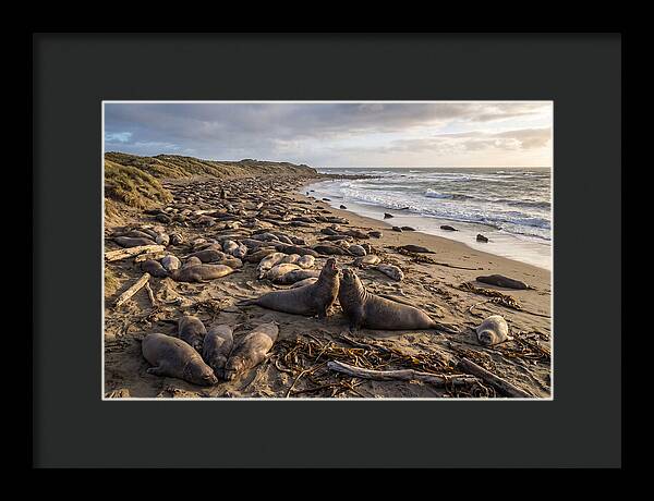 Elephant Seal Gathering At Sunset