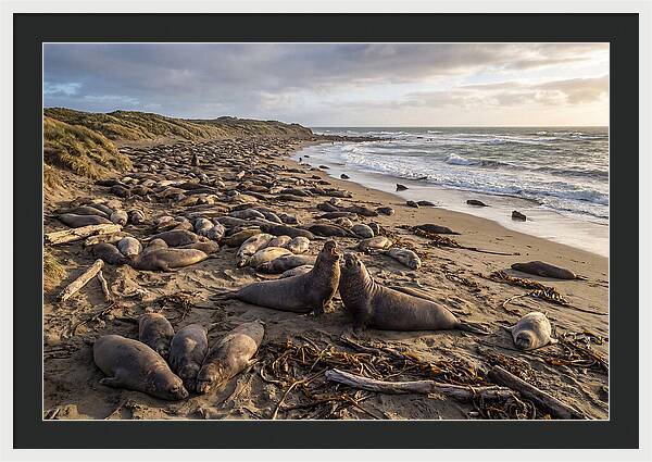 Elephant Seal Gathering At Sunset