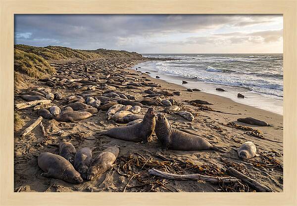 Elephant Seal Gathering At Sunset