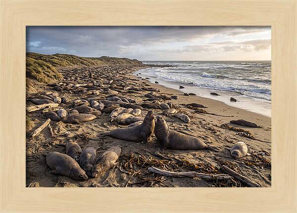 Elephant Seal Gathering At Sunset