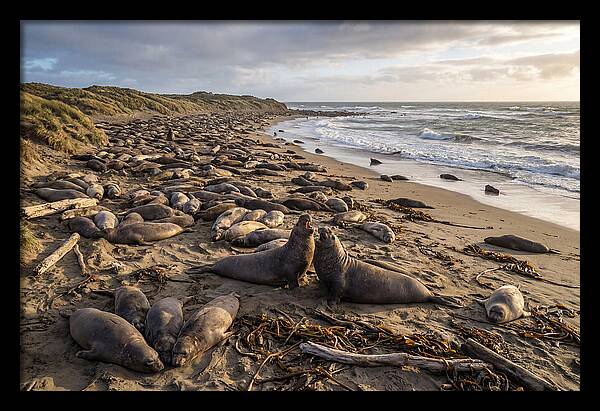 Elephant Seal Gathering At Sunset