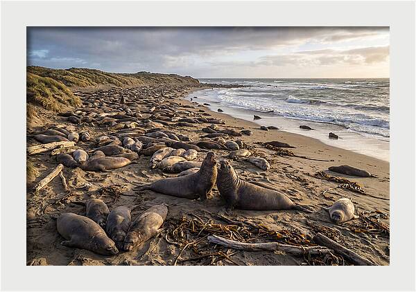 Elephant Seal Gathering At Sunset
