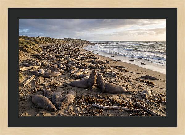 Elephant Seal Gathering At Sunset