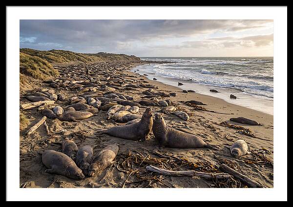 Elephant Seal Gathering At Sunset