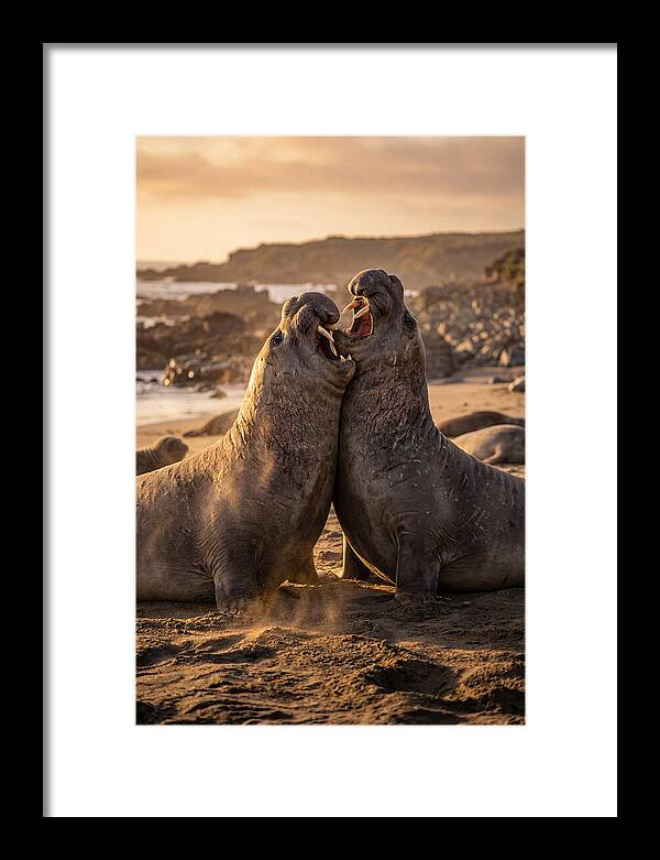 Elephant Seals In Combat