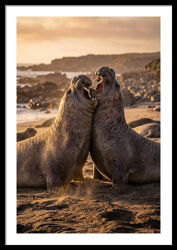 Elephant Seals In Combat