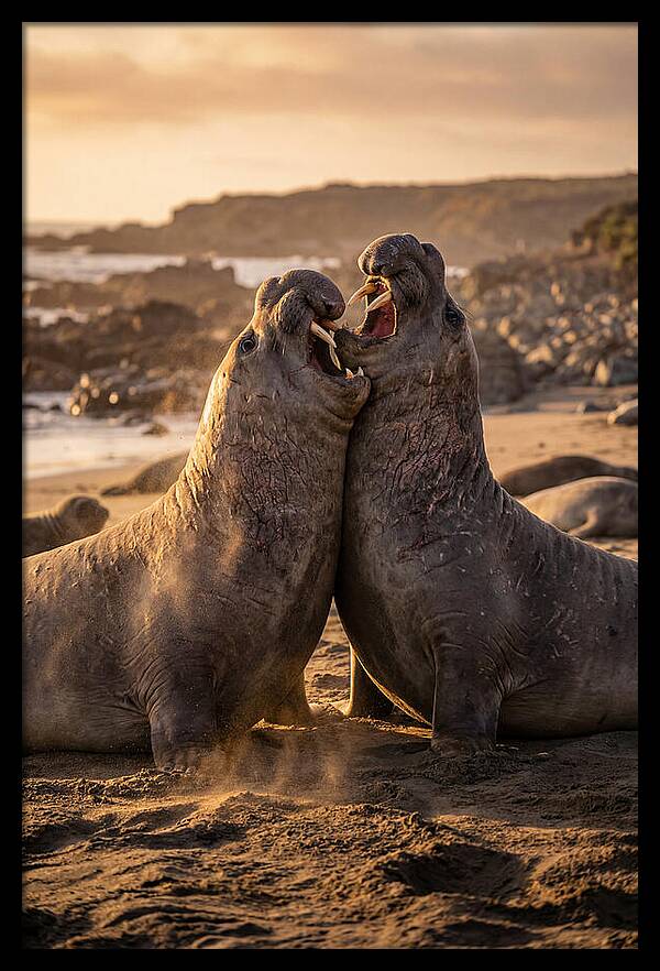 Elephant Seals In Combat