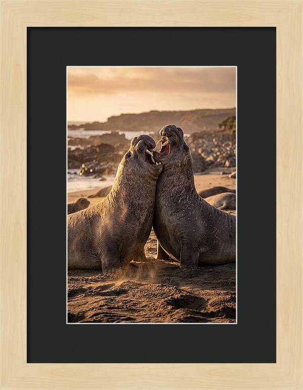 Elephant Seals In Combat