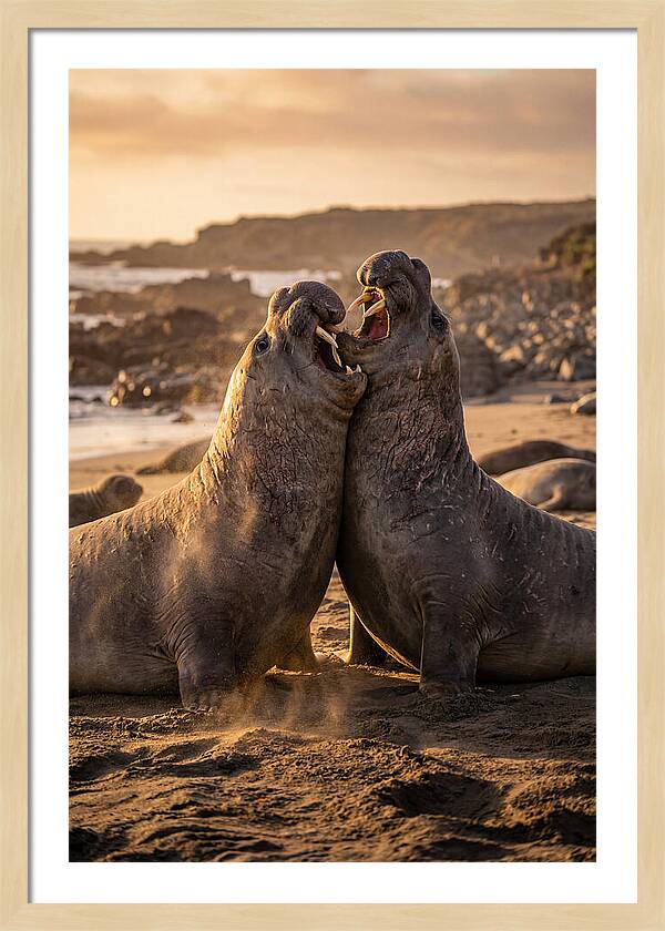 Elephant Seals In Combat
