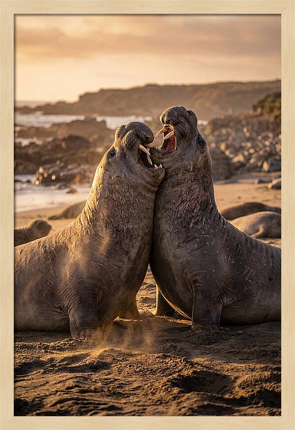 Elephant Seals In Combat