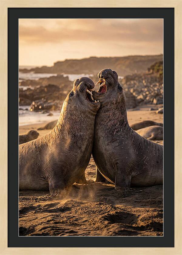 Elephant Seals In Combat