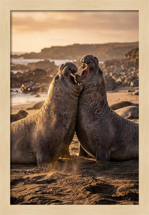 Elephant Seals In Combat