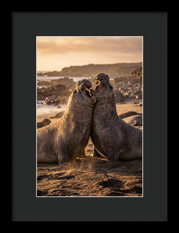 Elephant Seals In Combat