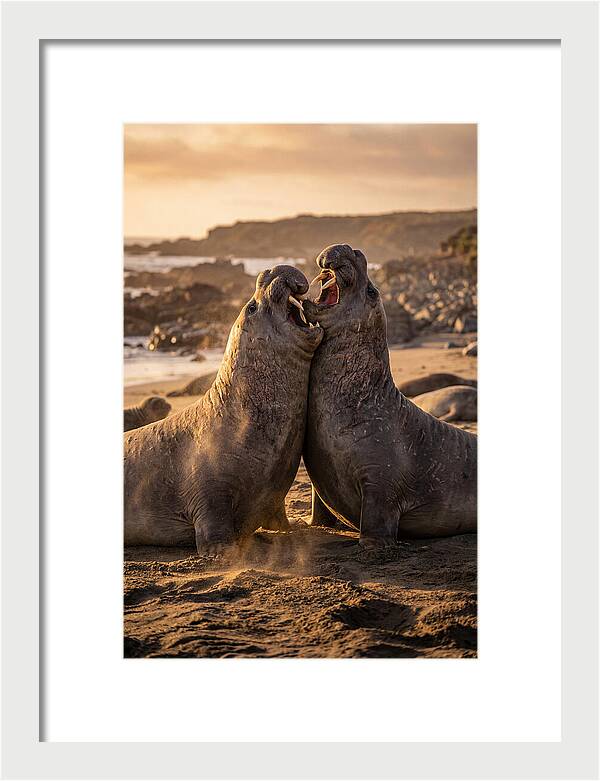 Elephant Seals In Combat